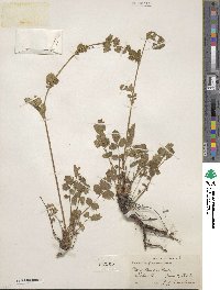 Potentilla glandulosa image