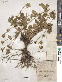 Potentilla glandulosa image