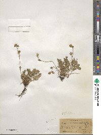 Potentilla glandulosa image