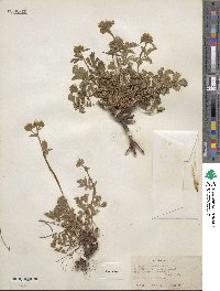 Potentilla glandulosa image