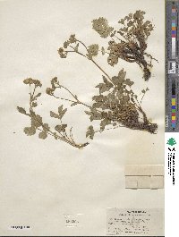 Potentilla glandulosa image