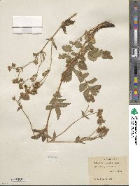 Potentilla glandulosa image