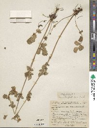 Potentilla glandulosa image