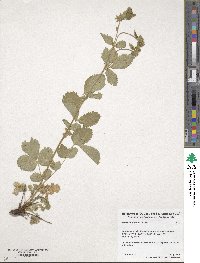 Potentilla glandulosa image