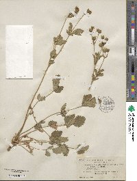 Potentilla glandulosa image