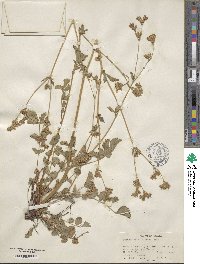 Potentilla glandulosa image