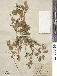 Potentilla glandulosa image