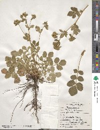 Potentilla glandulosa image