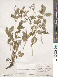 Potentilla glandulosa image