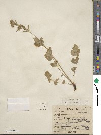 Potentilla glandulosa image