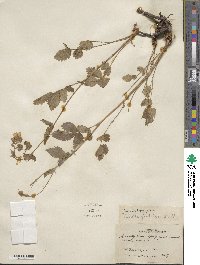 Potentilla glandulosa image