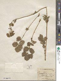 Potentilla glandulosa image