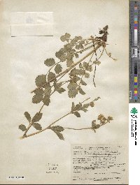 Potentilla glandulosa image