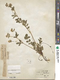 Potentilla glandulosa image