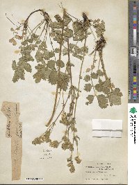 Potentilla glandulosa image