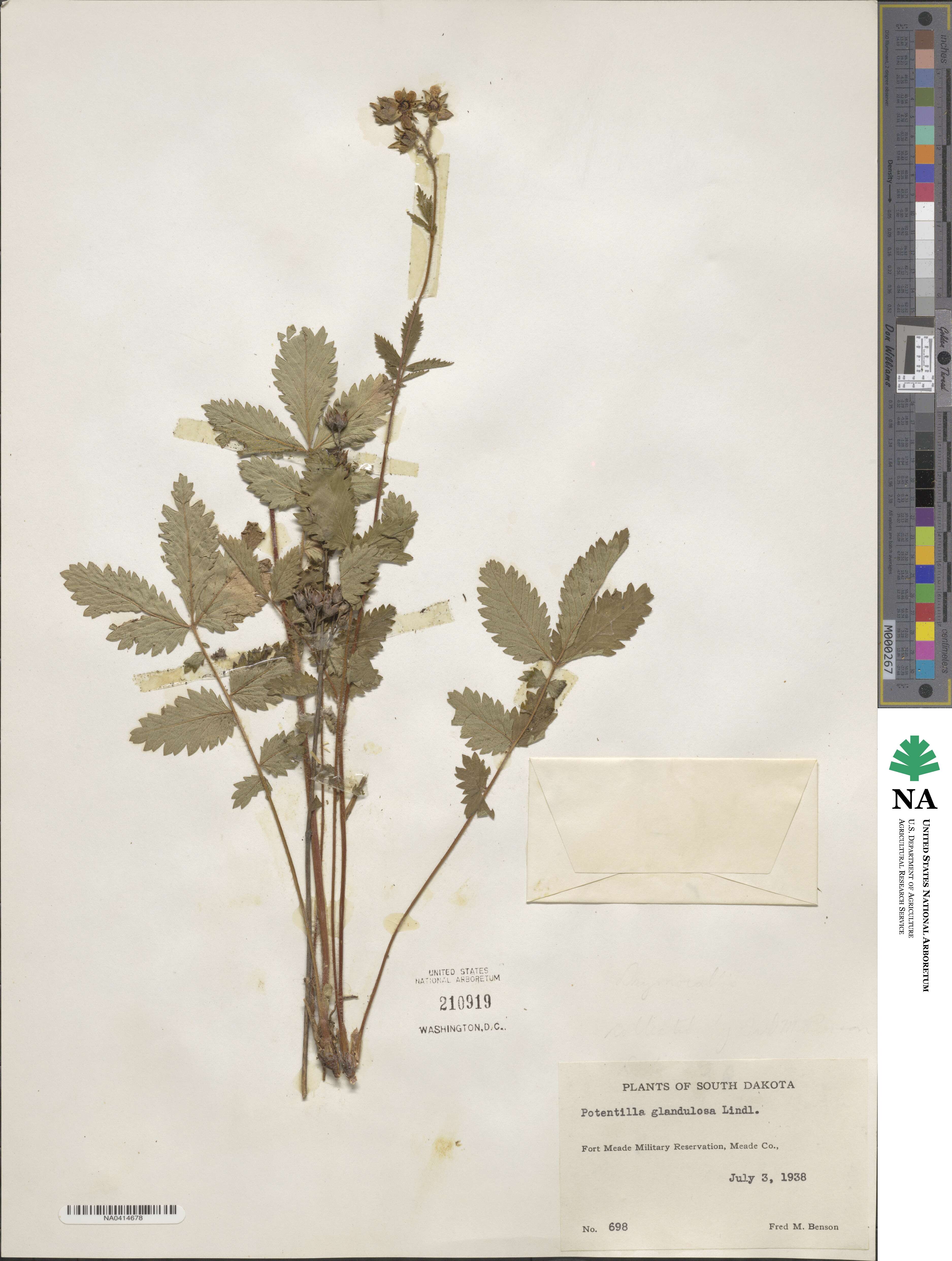 Potentilla glandulosa image