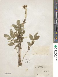 Potentilla glandulosa image