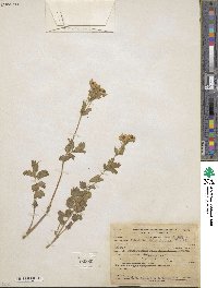 Potentilla glandulosa image