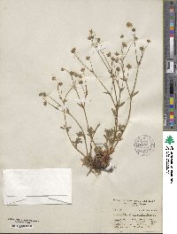 Potentilla diversifolia image