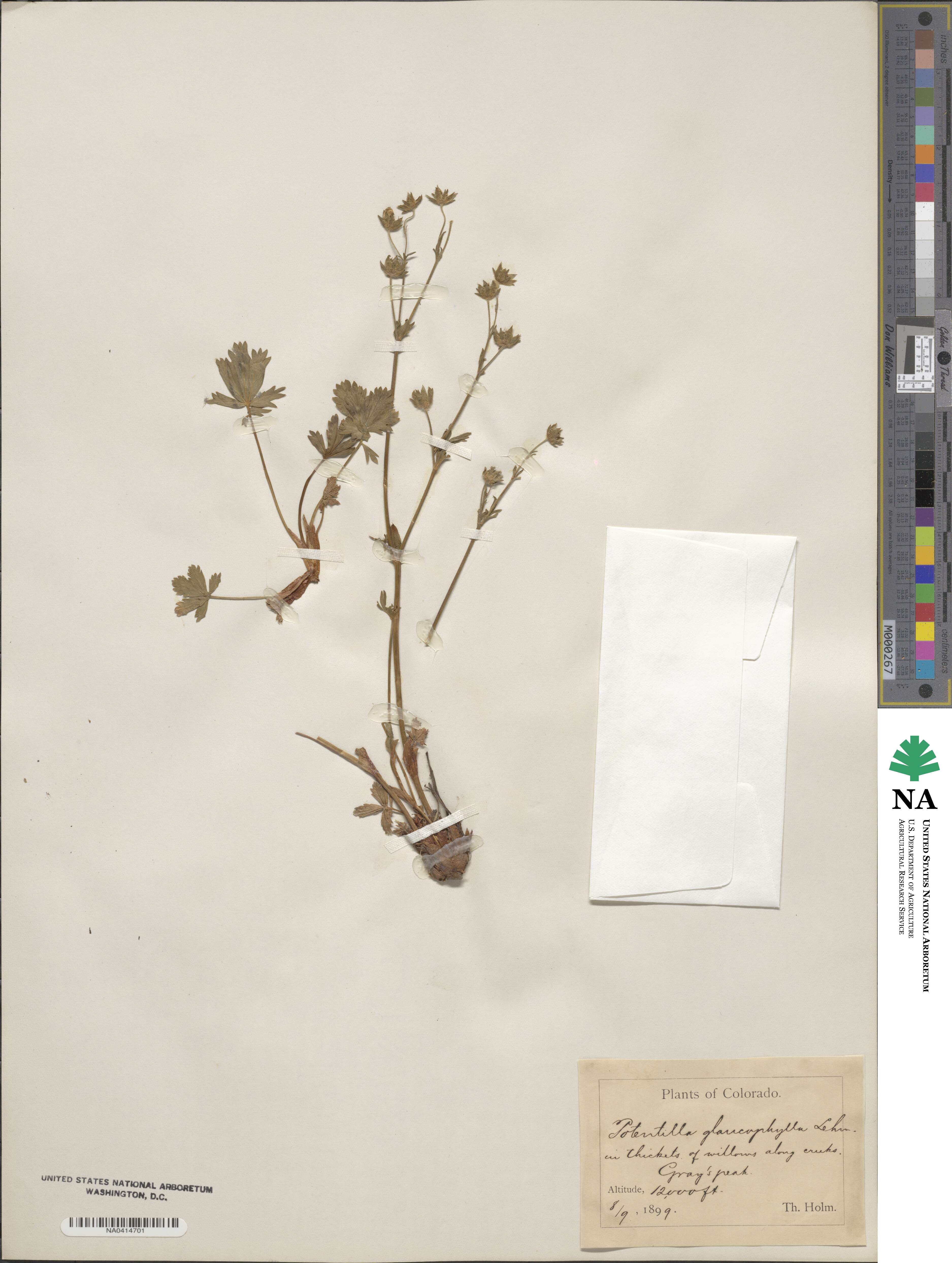 Potentilla diversifolia image