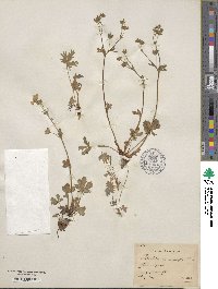 Potentilla diversifolia image