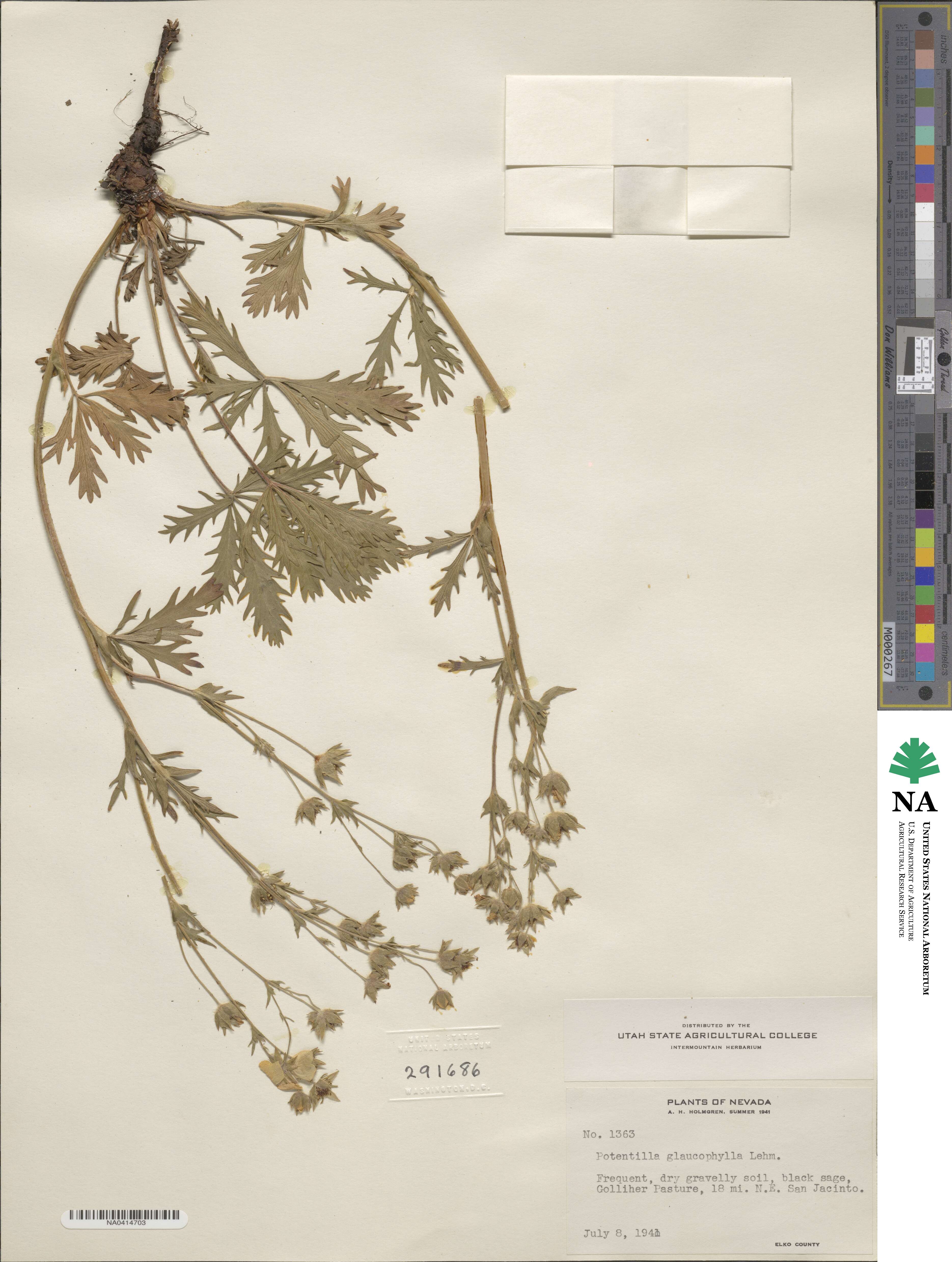 Potentilla diversifolia image