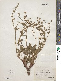 Potentilla diversifolia image