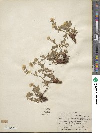 Potentilla diversifolia image