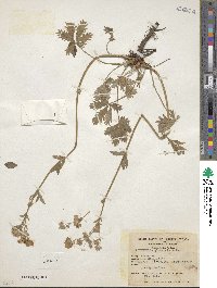 Potentilla gracilis image