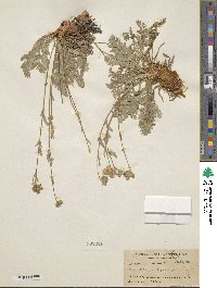 Geum rossii image