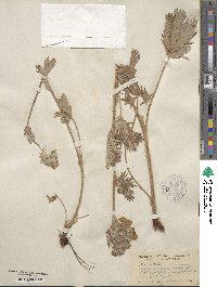 Potentilla gracilis image