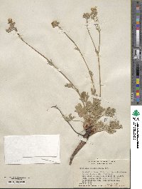 Potentilla gracilis image