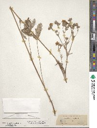 Potentilla gracilis image