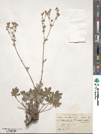 Potentilla gracilis image