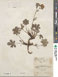 Potentilla gracilis image