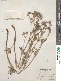 Potentilla gracilis image