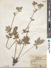 Potentilla gracilis image