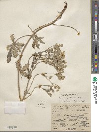 Potentilla gracilis var. fastigiata image