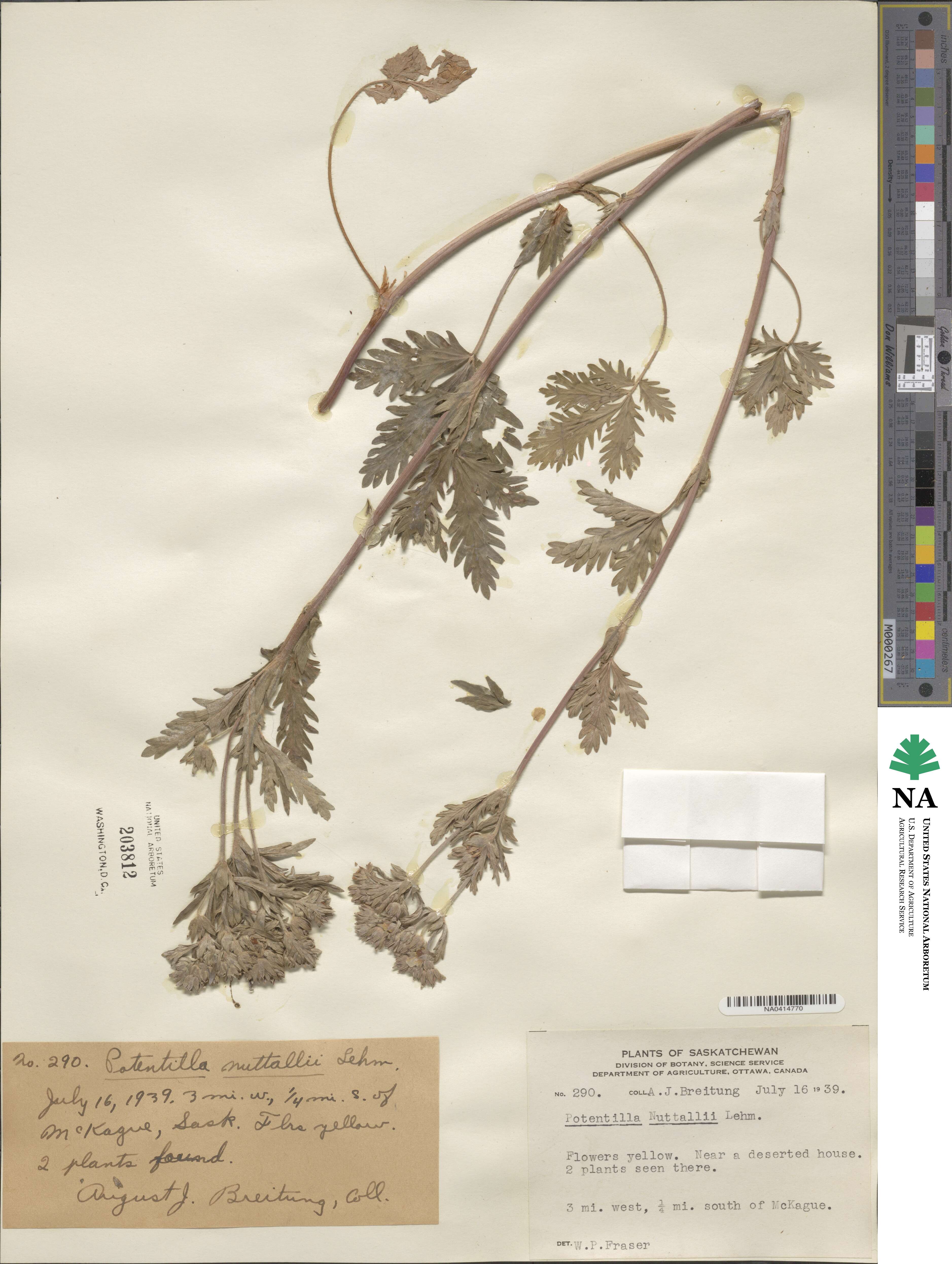 Potentilla gracilis var. fastigiata image