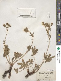 Potentilla gracilis var. fastigiata image