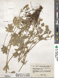 Potentilla gracilis var. fastigiata image