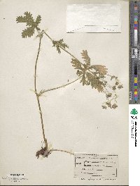 Potentilla gracilis image