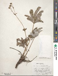 Potentilla gracilis image