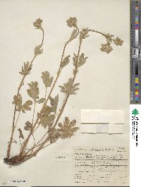 Potentilla gracilis image