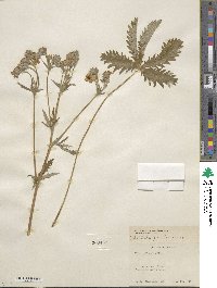 Potentilla gracilis image