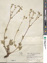 Potentilla gracilis image