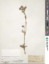 Potentilla gracilis image