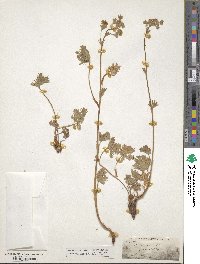 Potentilla gracilis image