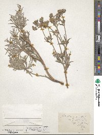 Potentilla gracilis var. flabelliformis image