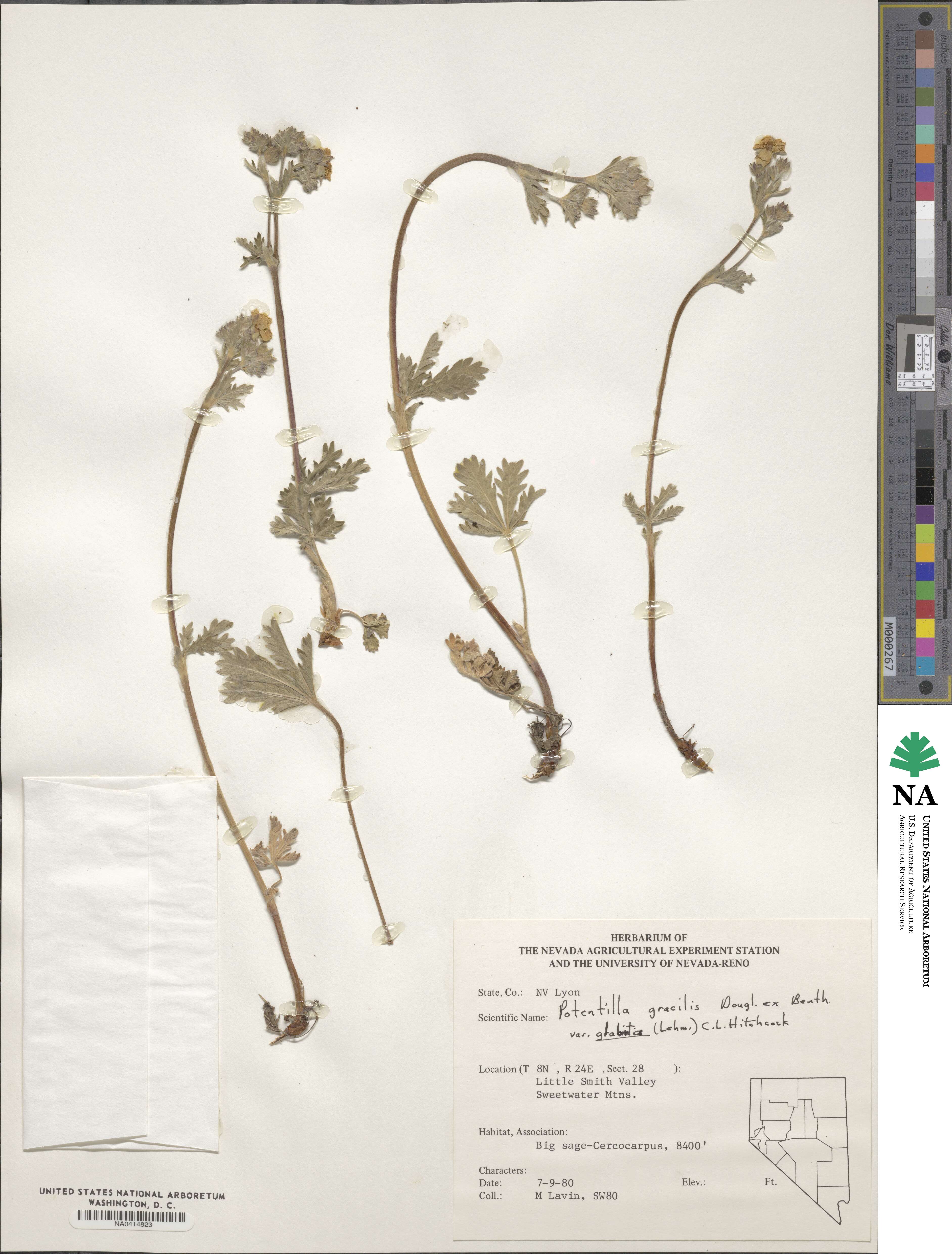 Potentilla gracilis var. fastigiata image